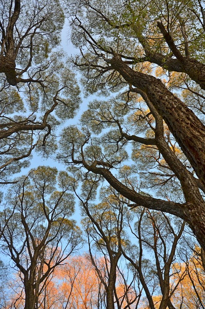 Ива сбросила листву