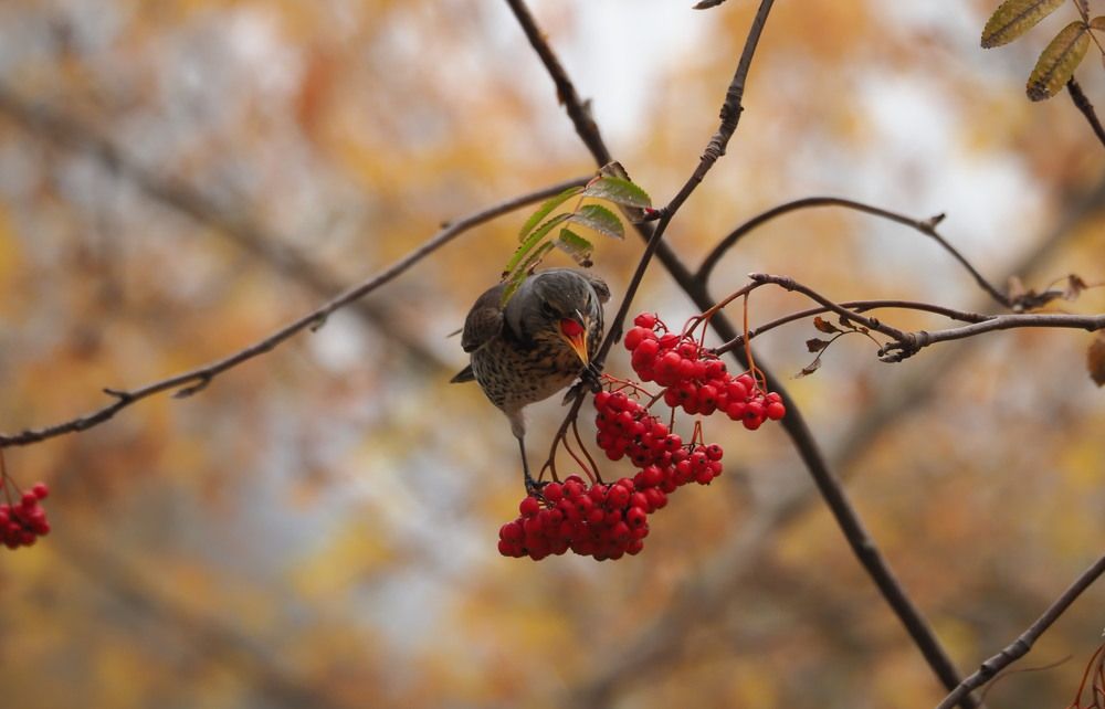 Photograph by Виктор Комиссаров