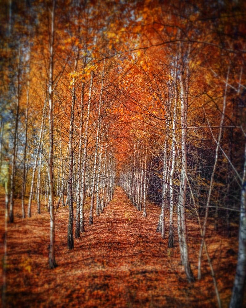 Photograph by Денис Шамров