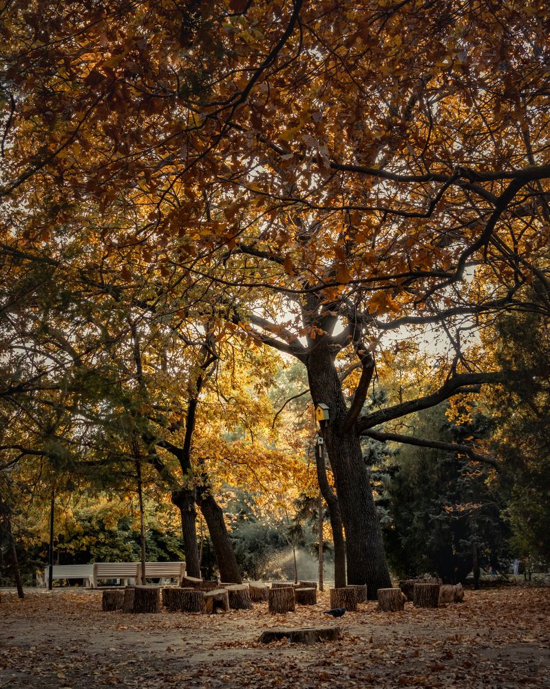 Золотая осень