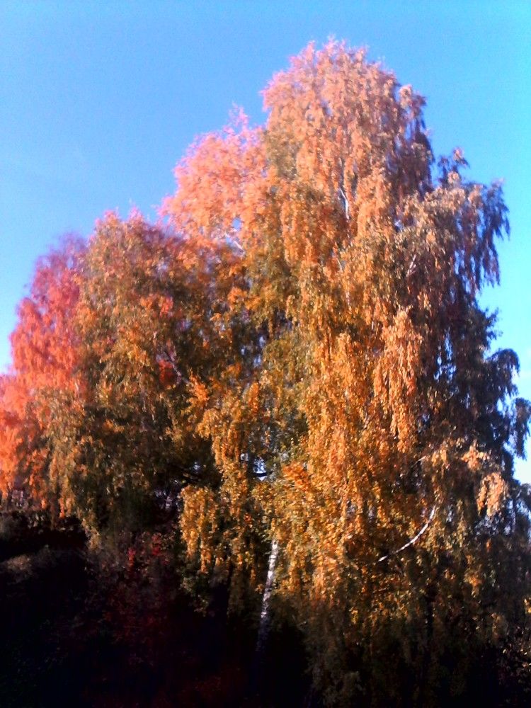 Photograph by Николай Худяков