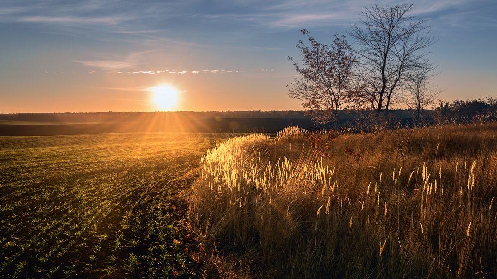 Озимь мягко зеленеет...