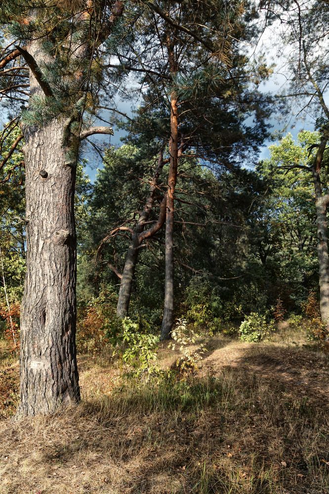 Краски леса