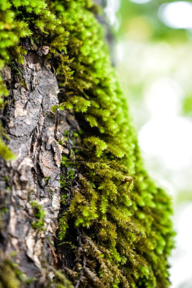 Photograph by Александр Лопатин