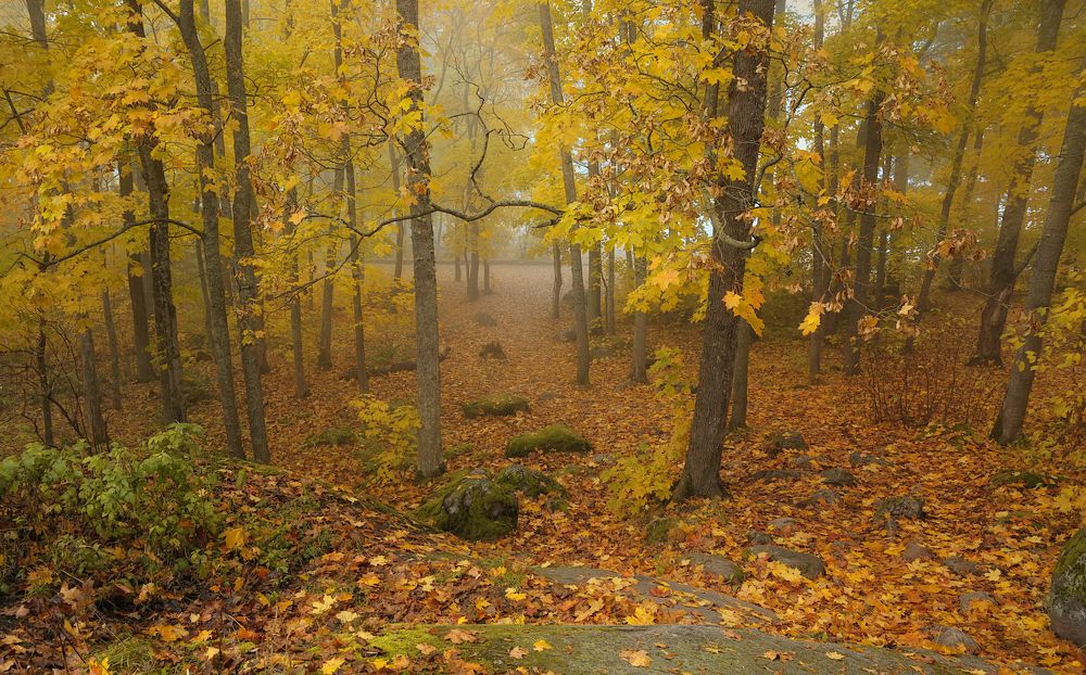 В осеннем лесу