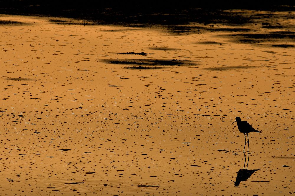 Одинокий кулик