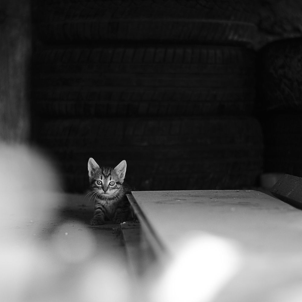 Один котёнок