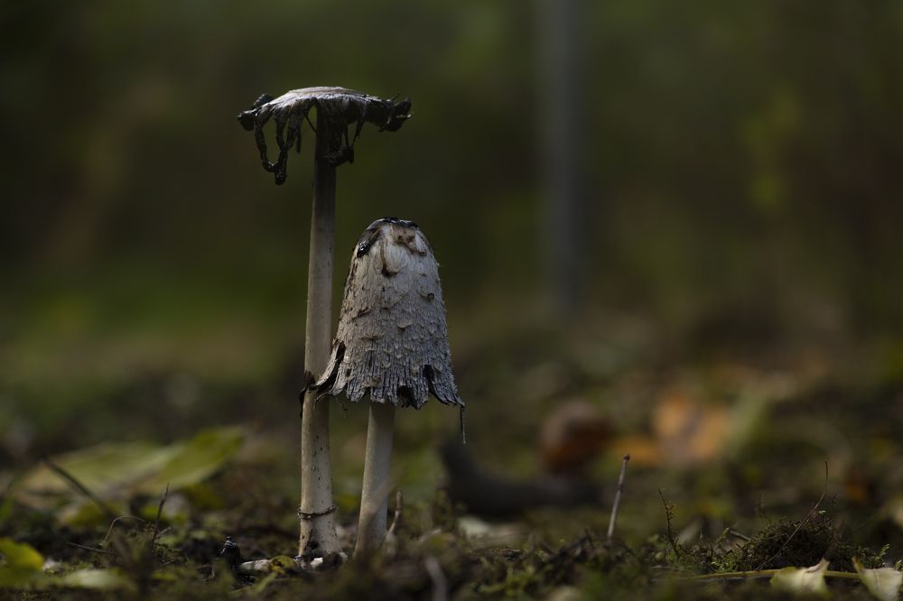 Photograph by Ernestas Balcikonis