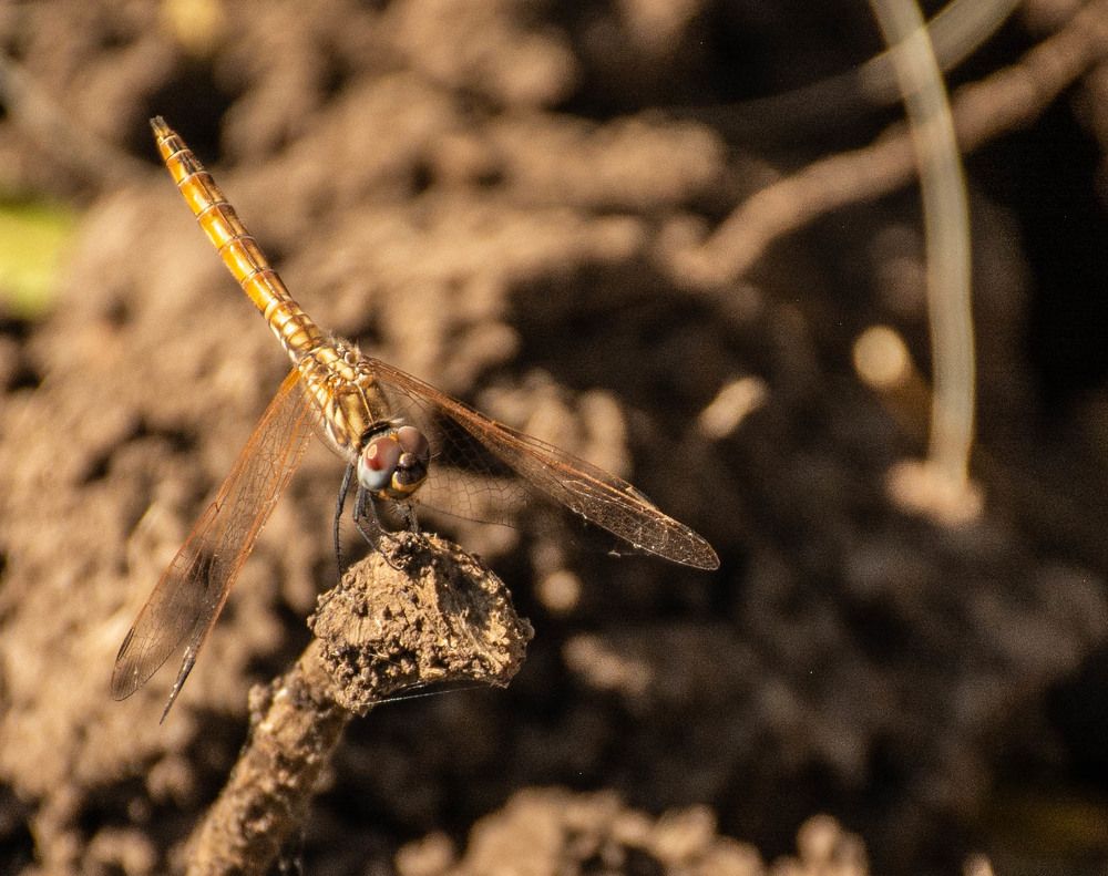 Photograph by islam elsayed eldaramlly