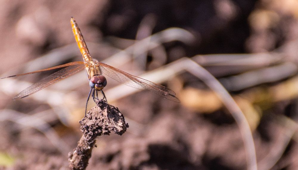 Photograph by islam elsayed eldaramlly