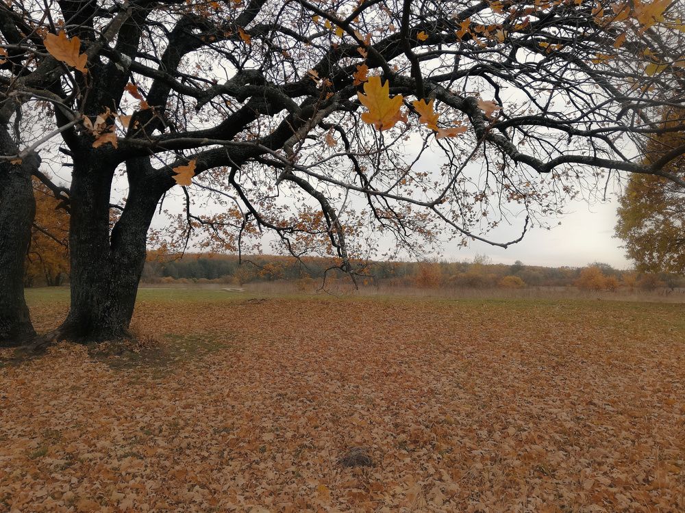 Photograph by Светлана Филимонова