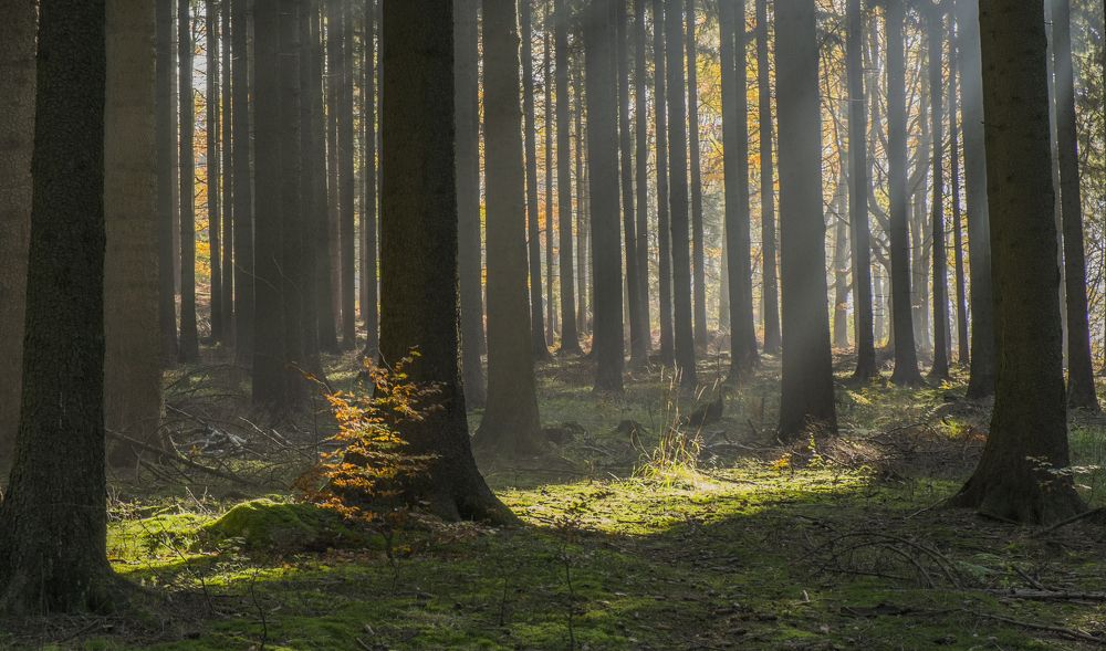 Photograph by Виктория Солодар