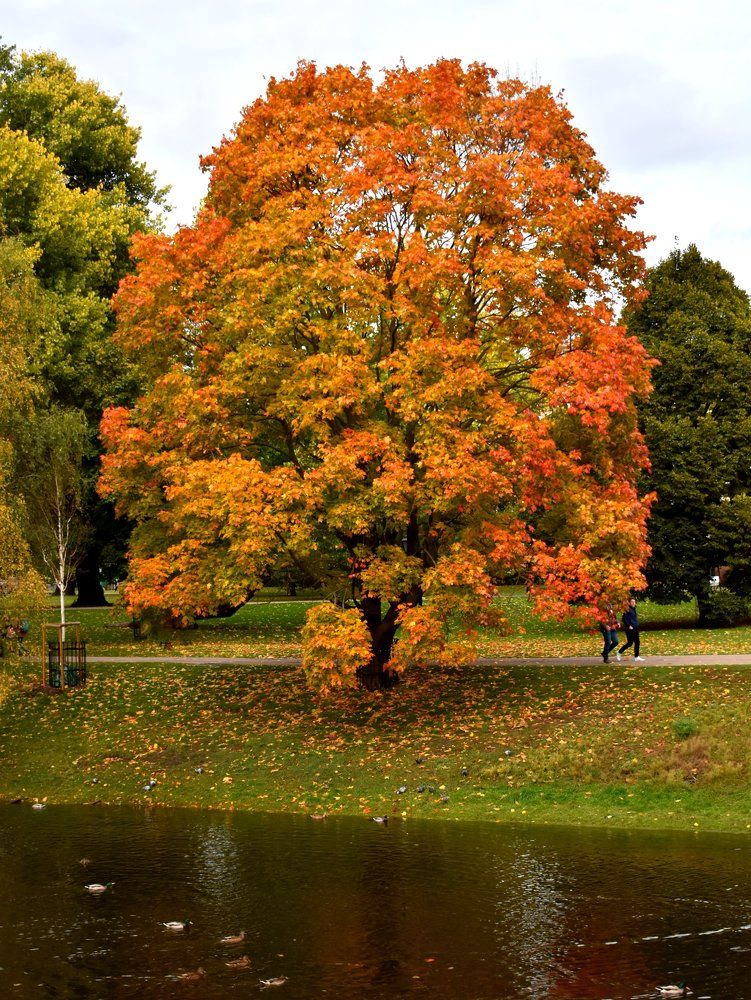 Осенний колорит / Autumn flavor