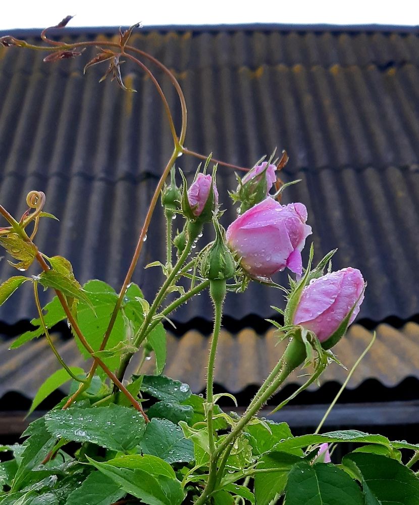 Фотография автора Ирина Лукьянчик