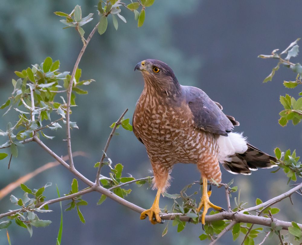 Фотография автора Heather Spencer