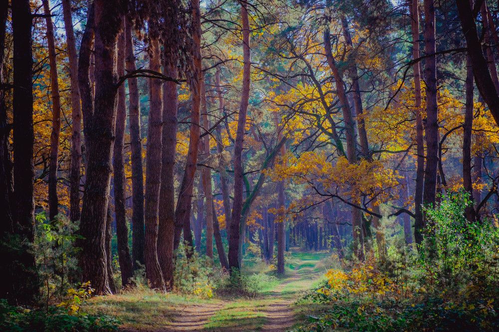 Photograph by Юрий Петруняк