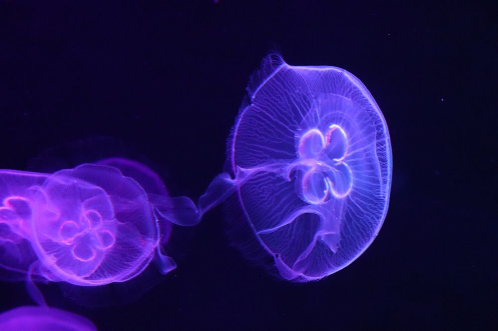 Фотография автора Sonali Mahakal