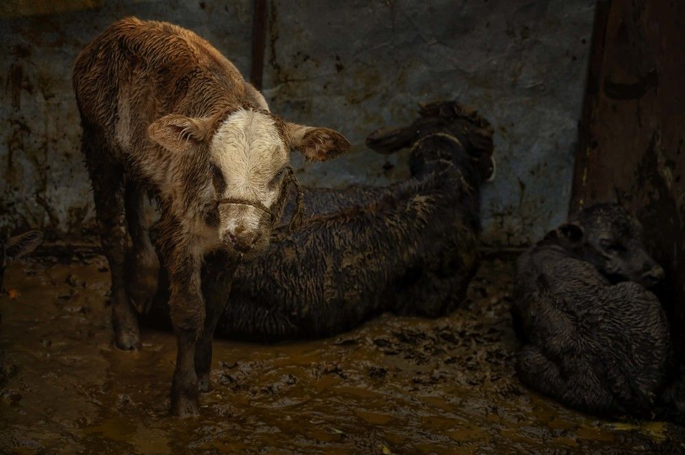 Photograph by Laima Kuriene