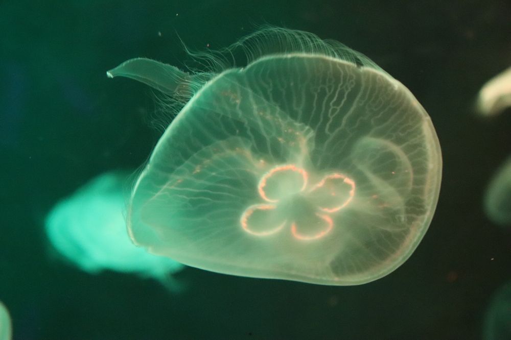 Фотография автора Sonali Mahakal