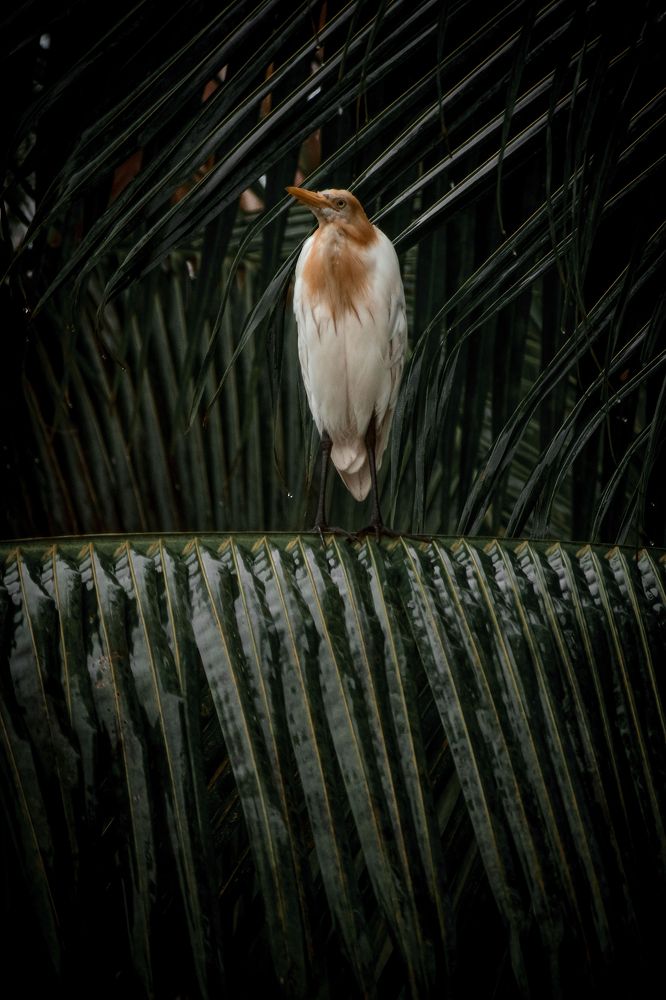 Photograph by Yukti Adhikary