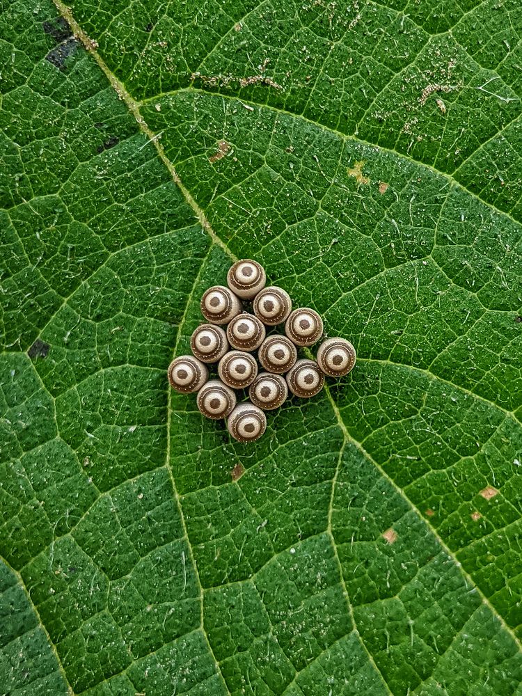 Photograph by Sumanth Varma skmacrographer