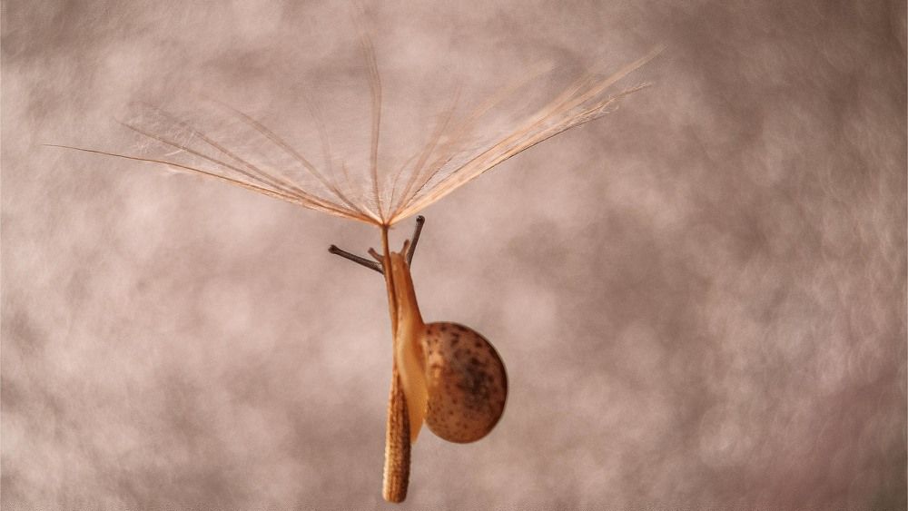 Фотография автора Анжелика