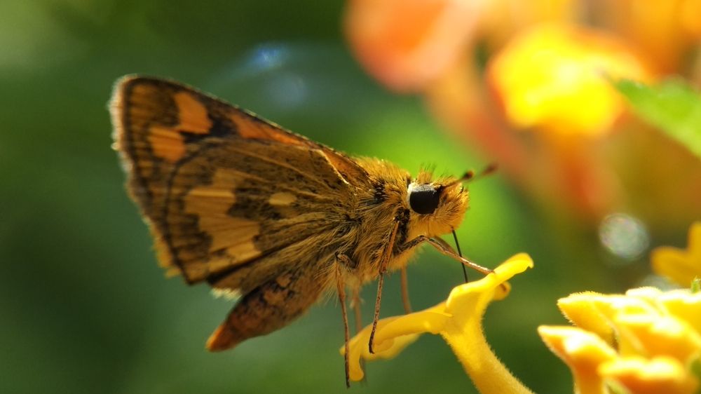 Photograph by Merta Jaya