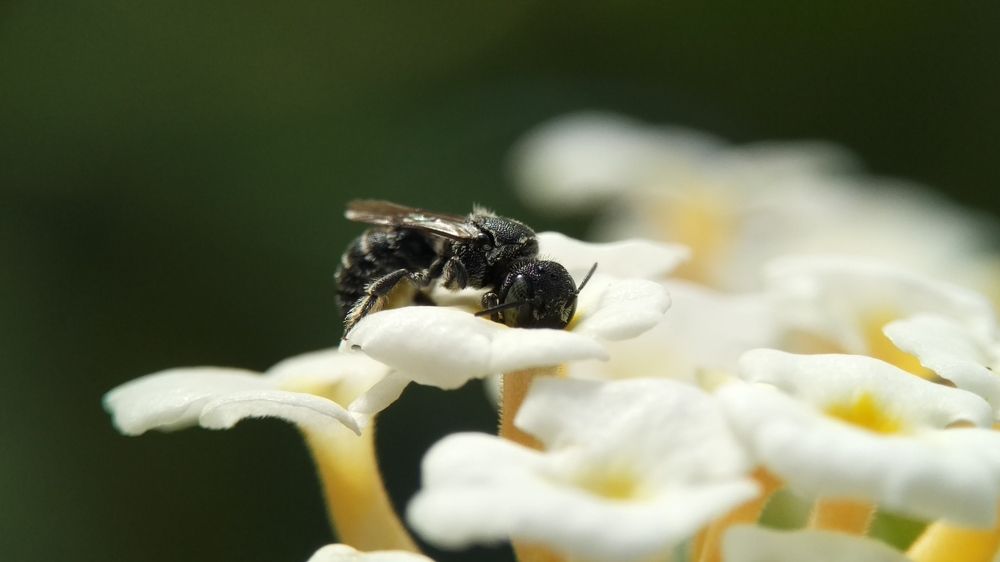 Photograph by Merta Jaya