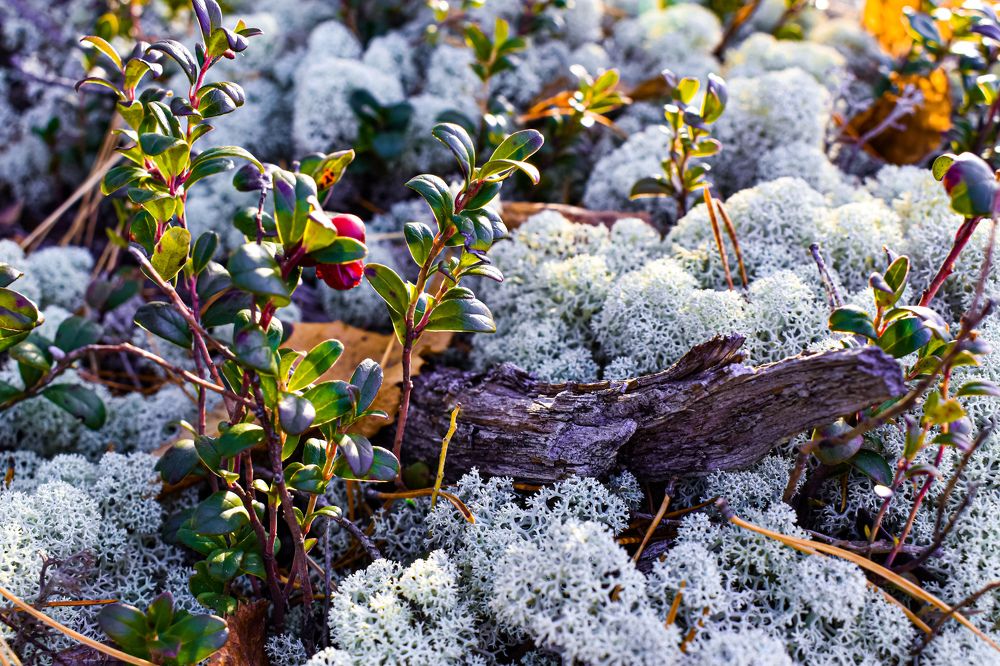 Простота природы. Nature minimalism