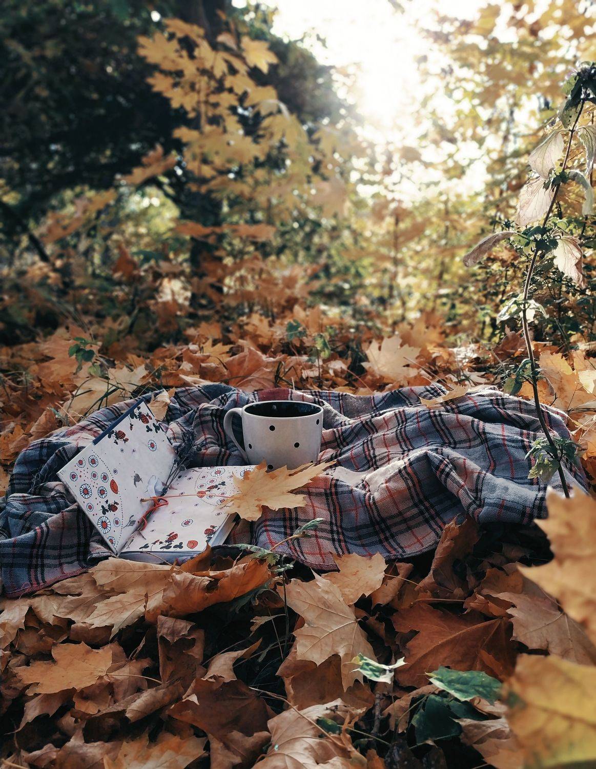 Photo #6617986