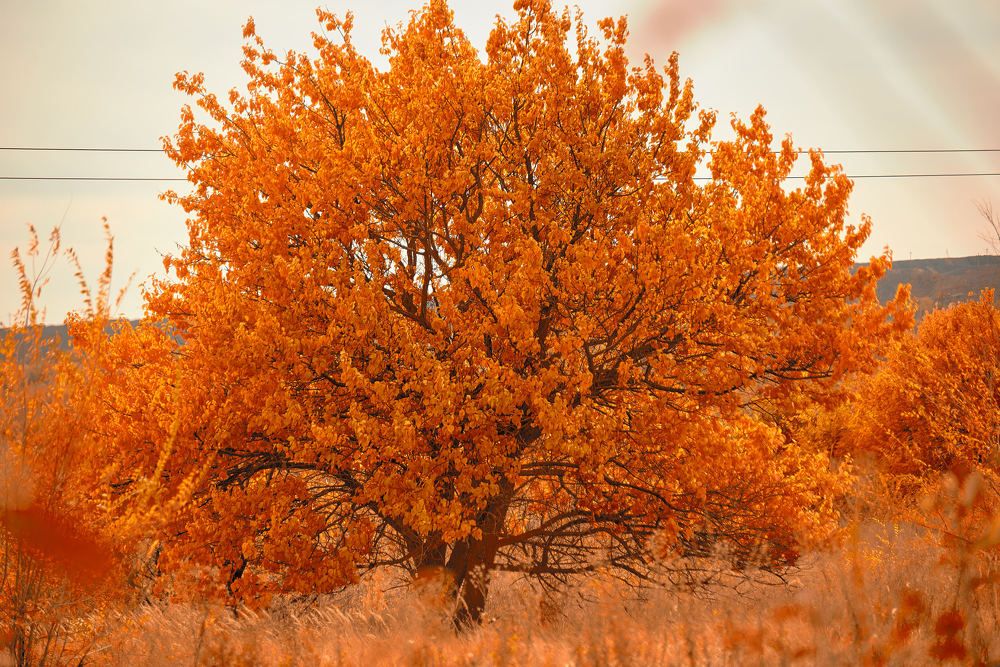 Photograph by Андрей Халемонец