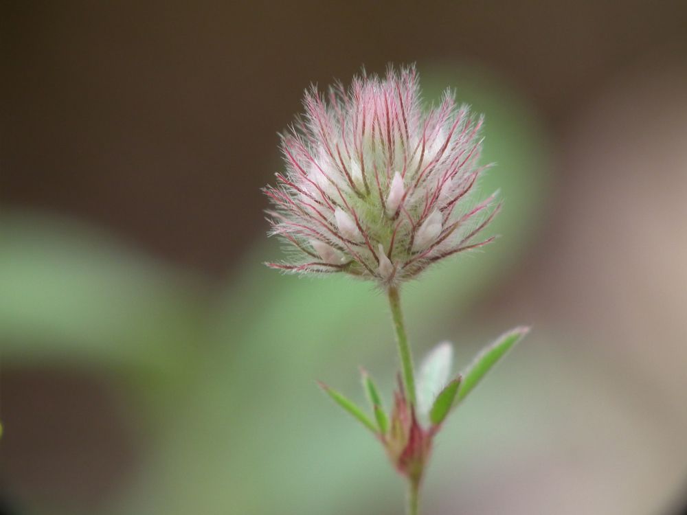 Little nature