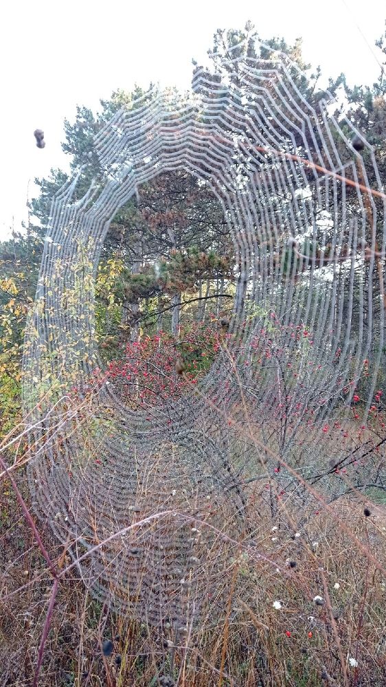 Photograph by Челышева Ирина