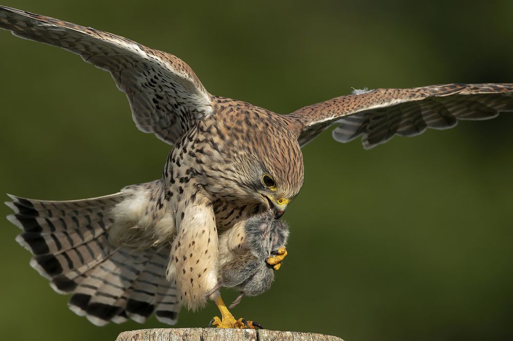 Photograph by Ernestas Balcikonis