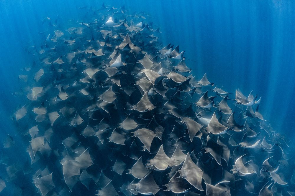 Flying into the light