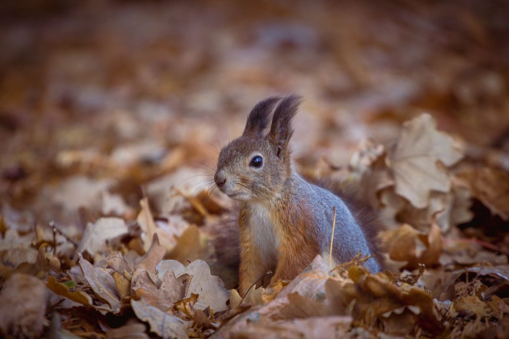 Photograph by Chic.chiquitita