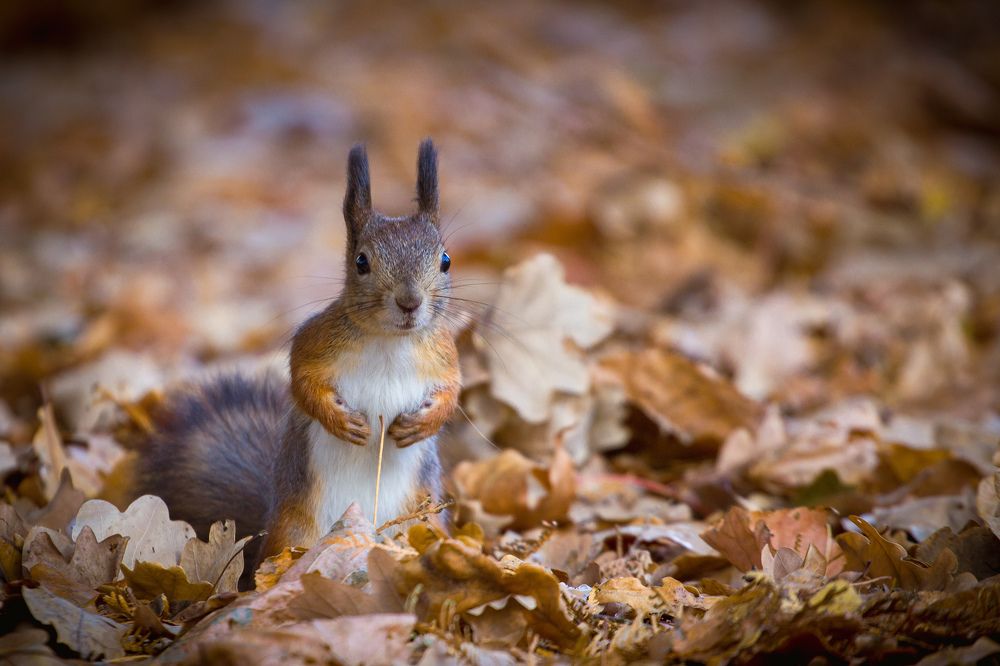 Photograph by Chic.chiquitita