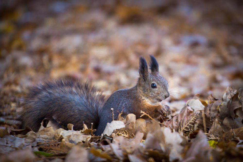 Photograph by Chic.chiquitita