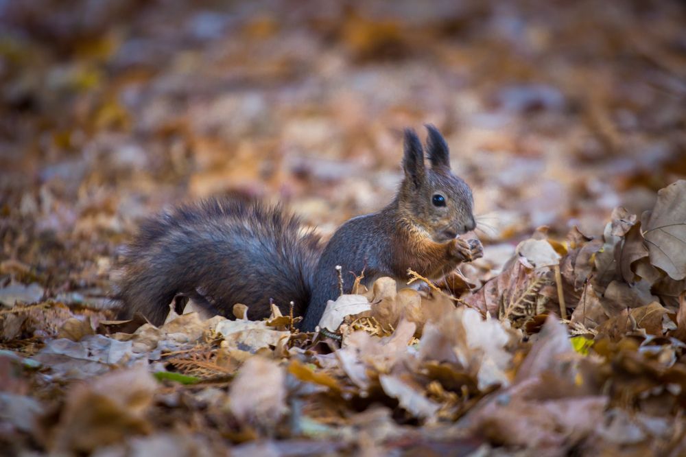 Photograph by Chic.chiquitita