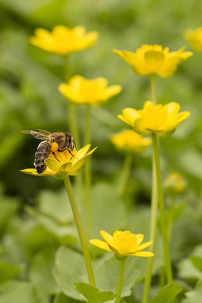 Photograph by Дарья Ващенко-Панкина