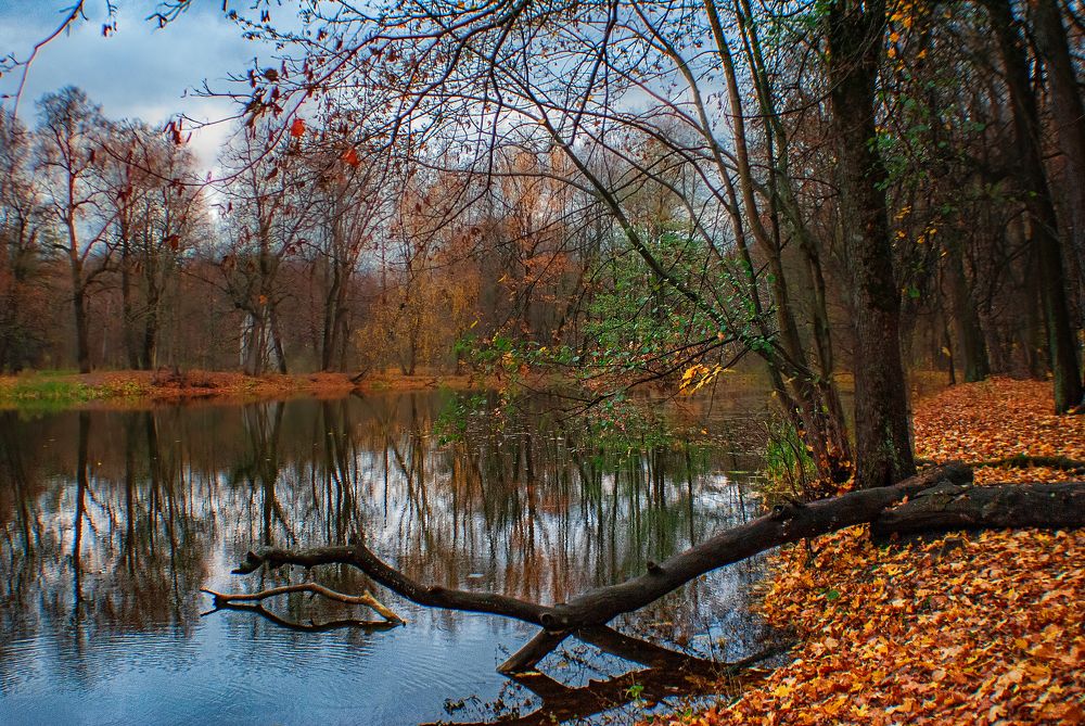 Фотография автора Елена Савельева