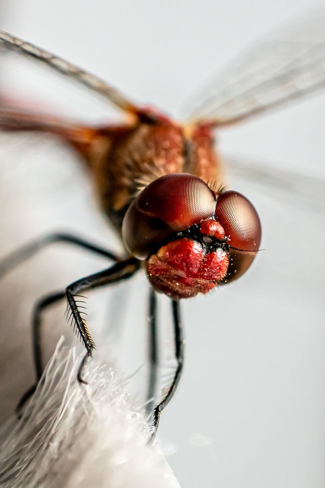 Photograph by Марина Беликова