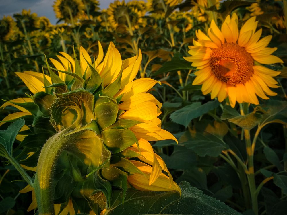 Photograph by Елена Шилова