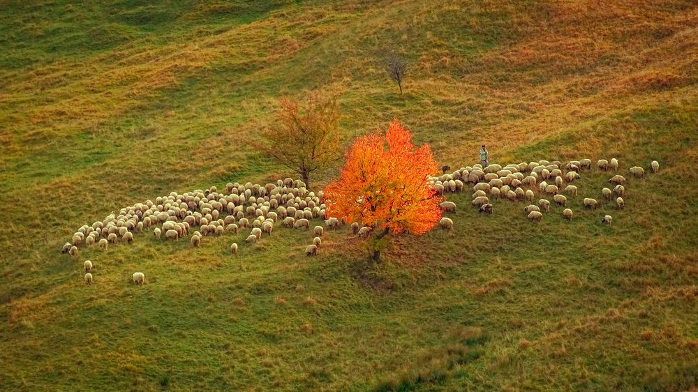 Фотография автора Remus Lucescu