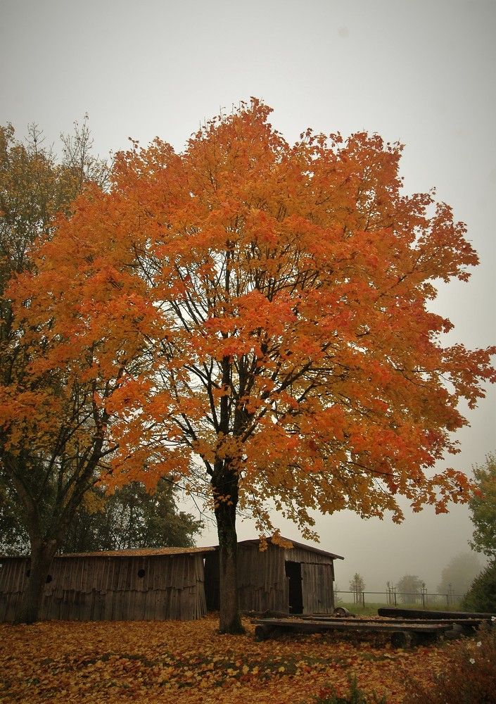 Photograph by Светлана Минаева