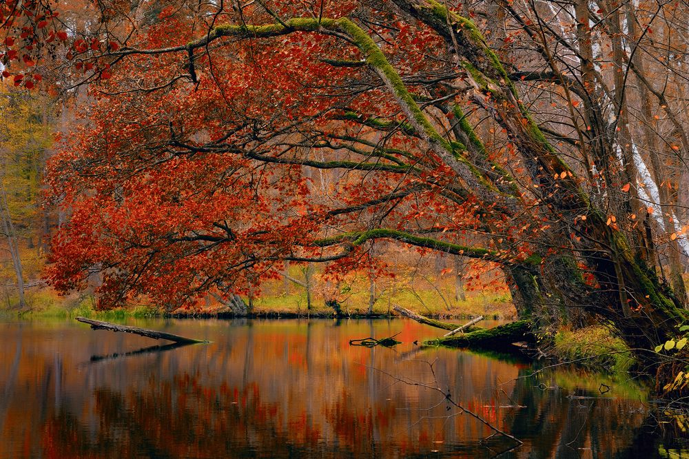 Photograph by Вячеслав Карабаш