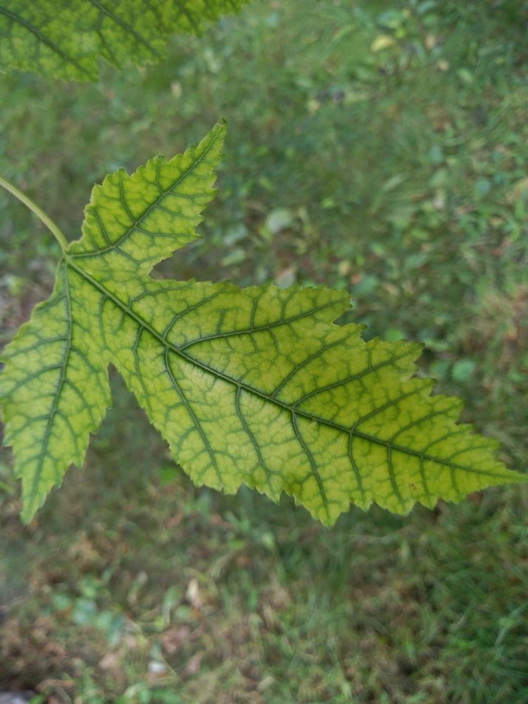 Photograph by СТЕПАН ДЖУЛАКИДЗЕ