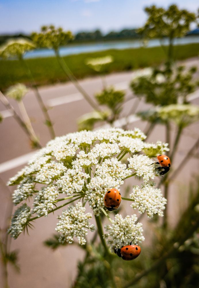 Photograph by Georgy Ivanov