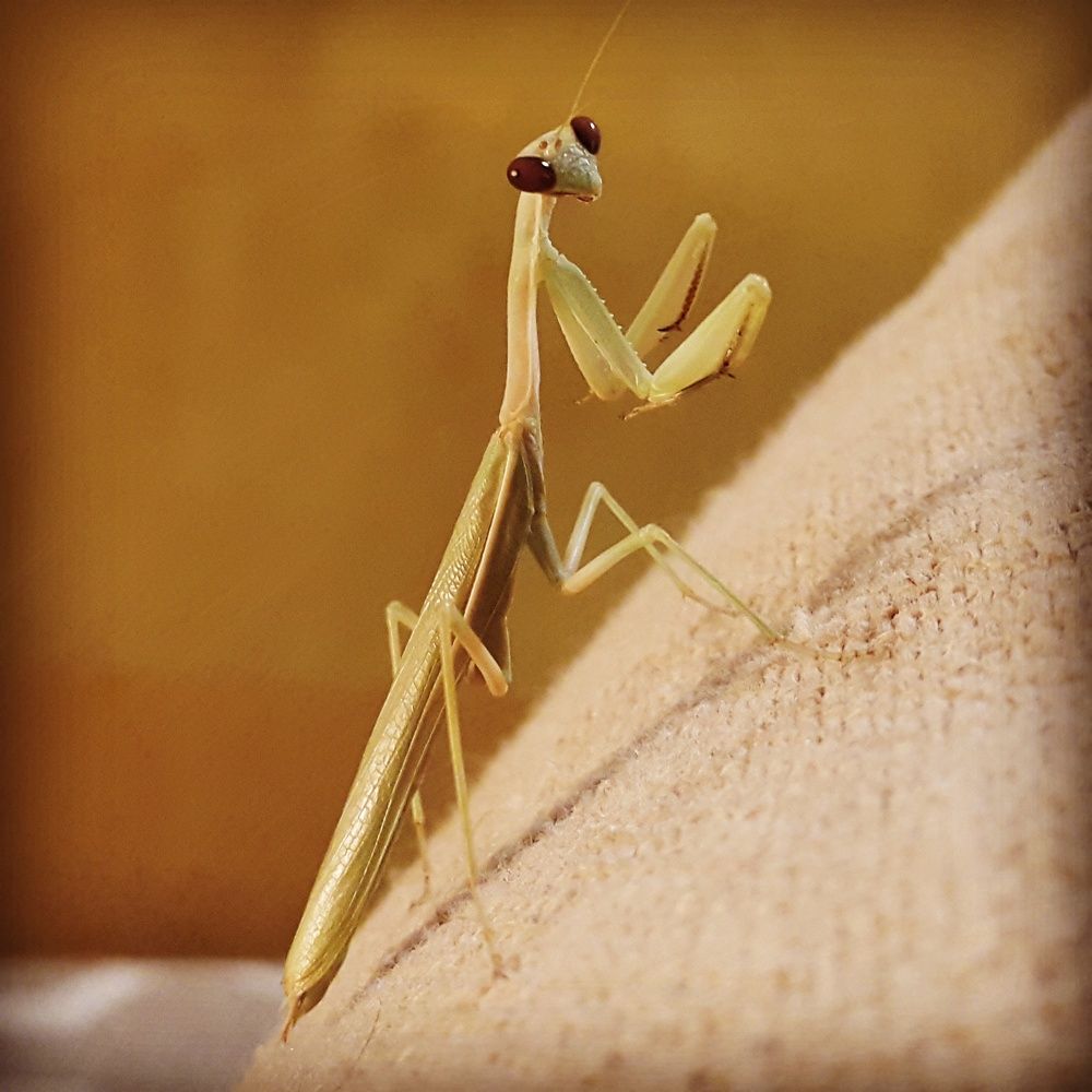 I say a little pray for youuuu !