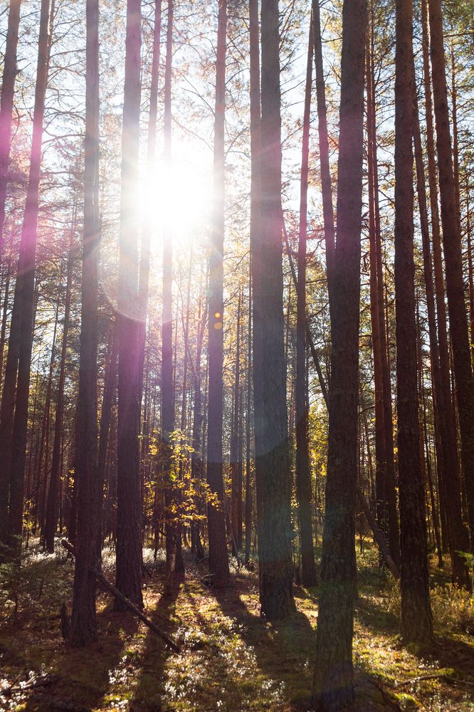 Осенний лес